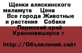 Щенки аляскинского маламута  › Цена ­ 15 000 - Все города Животные и растения » Собаки   . Пермский край,Красновишерск г.